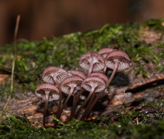 Mycena kurramulla