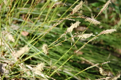 Carex pediformis macroura