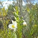 Rhaphispermum gerardioides - Photo (c) Landy Rita, algunos derechos reservados (CC BY-NC), subido por Landy Rita
