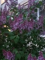 Syringa vulgaris
