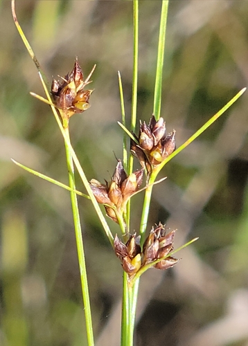 Wright's Beaksedge (Rhynchospora wrightiana)