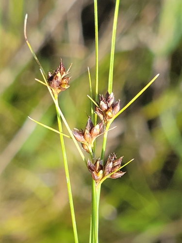 Image of Rhynchospora wrightiana by (c) Jay Horn, some rights reserved (CC BY)