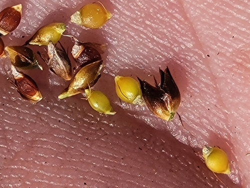 Image of Rhynchospora wrightiana by (c) Jay Horn, some rights reserved (CC BY)