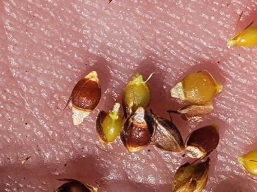 Image of Rhynchospora wrightiana by (c) Jay Horn, some rights reserved (CC BY)