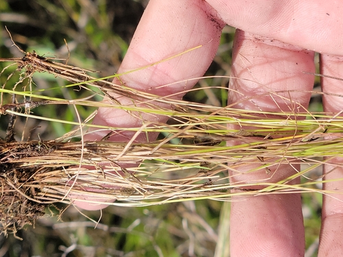 Image of Rhynchospora wrightiana by (c) Jay Horn, some rights reserved (CC BY)