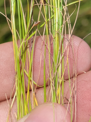 Image of Rhynchospora wrightiana by (c) Jay Horn, some rights reserved (CC BY)