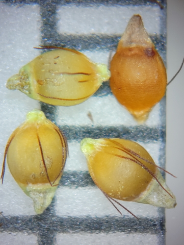 Image of Rhynchospora wrightiana by (c) Jay Horn, some rights reserved (CC BY)