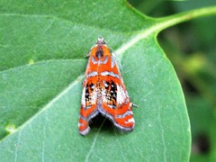 Olethreutes arcuella