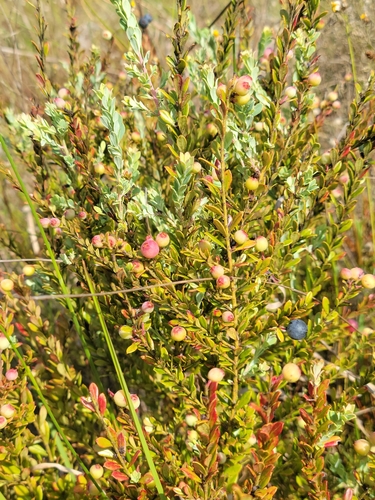 Image of Vaccinium darrowii by (c) Jay Horn, some rights reserved (CC BY)