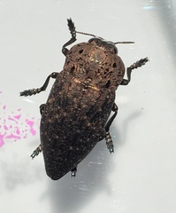 Capnodis