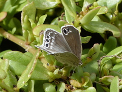 Leptomyrina