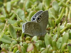 Leptomyrina