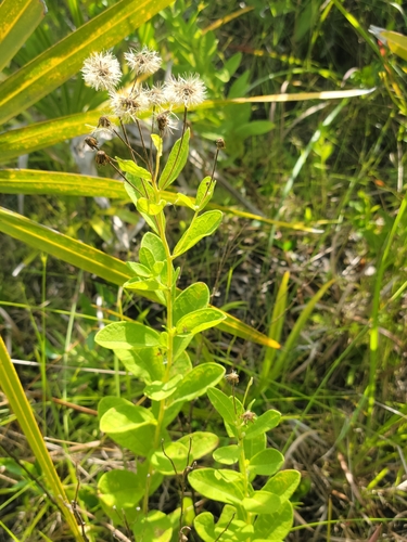 Image of Oclemena reticulata by (c) Jay Horn, some rights reserved (CC BY)