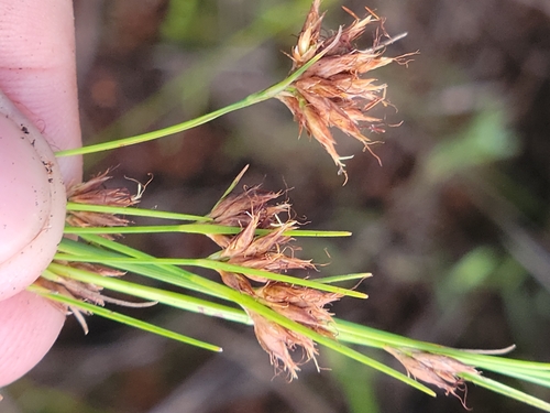 Harper's Beaksedge (Rhynchospora harperi)