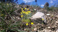 Ceratocephala falcata