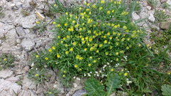 Ceratocephala falcata