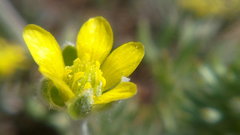 Ceratocephala falcata