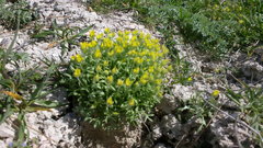 Ceratocephala falcata