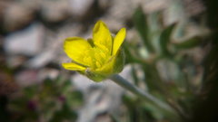 Ceratocephala falcata