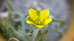 Ceratocephala falcata