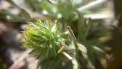 Ceratocephala falcata