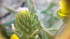 Ceratocephala falcata