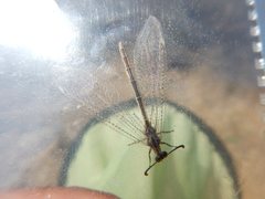 Macronemurus appendiculatus