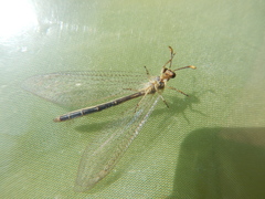 Macronemurus appendiculatus