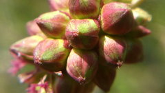 Sanguisorba minor balearica