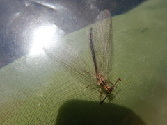 Macronemurus appendiculatus