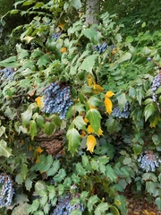 Berberis bealei