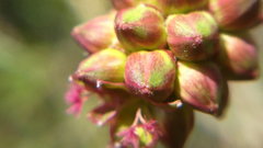 Sanguisorba minor balearica