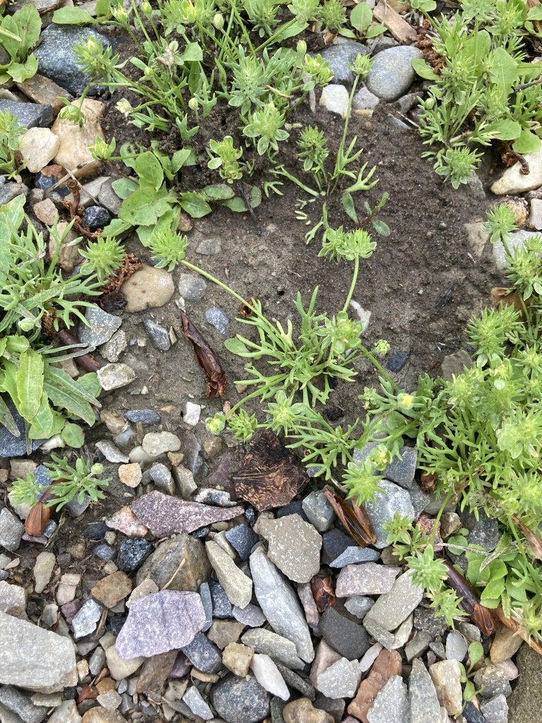 Curveseed Butterwort from Newell County No. 4, AB T0J, Canada on May 17