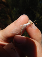 Macronemurus appendiculatus