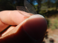 Macronemurus appendiculatus