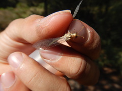 Macronemurus appendiculatus