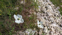 Papaver albiflorum