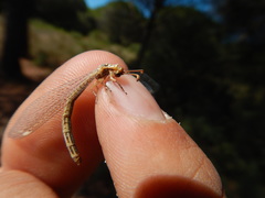 Macronemurus appendiculatus