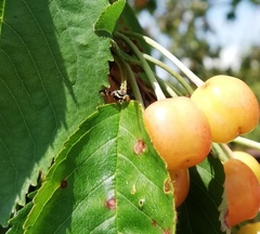 Rhagoletis cerasi