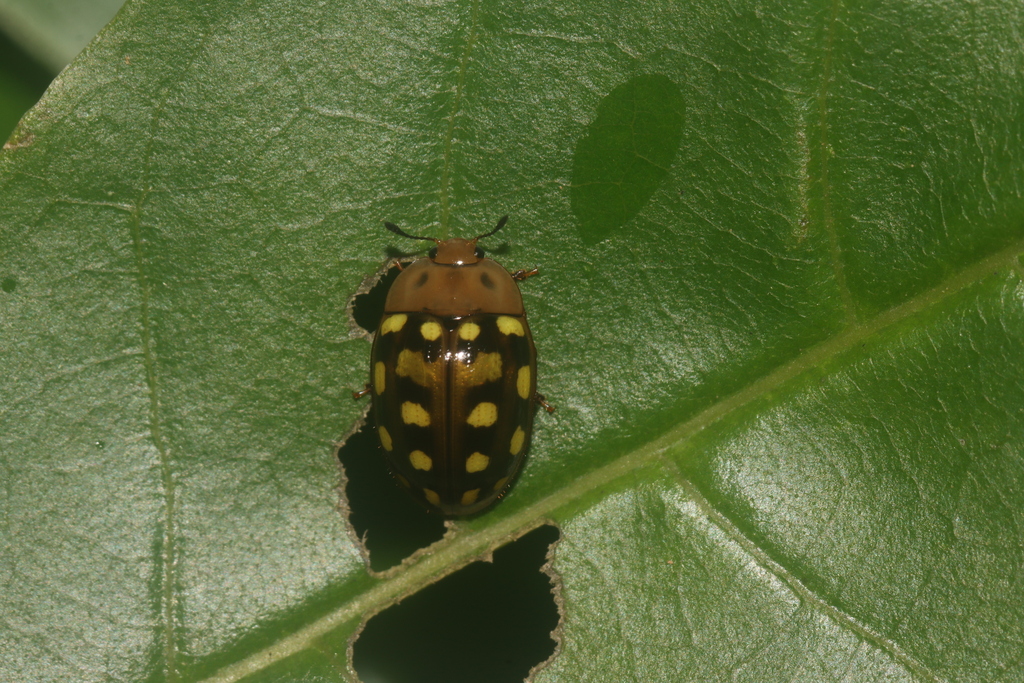 Iphiclus meleagris
