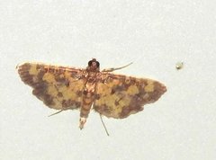Eurrhyparodes tricoloralis
