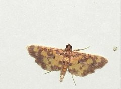 Eurrhyparodes tricoloralis