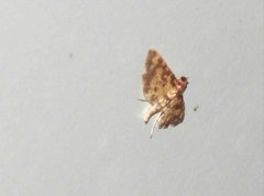 Eurrhyparodes tricoloralis