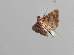 Eurrhyparodes tricoloralis