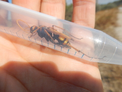 Cryptocheilus annulatus