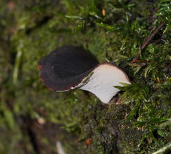 Polyporus gayanus