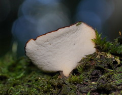 Polyporus gayanus