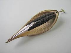 Oxypetalum harleyi