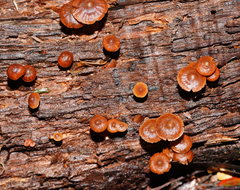Kuehneromyces brunneoalbescens