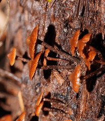 Kuehneromyces brunneoalbescens
